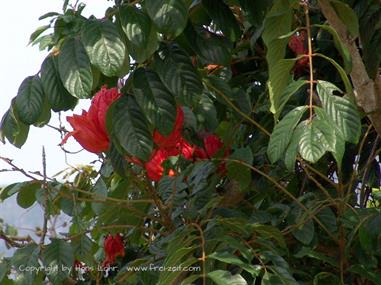 2004 Cuba, Cayo Levisa - Cayo Ensenachos, DSC00766 B_B720